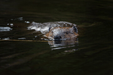 Beaver along the Kekekabic Trail, Gunflint Trail, Minnesota