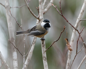 Chickadee, Gunflint Trail, Minnesota