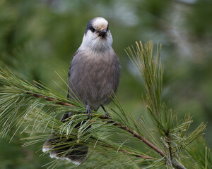 Obraz premium A canada jay perches in a pine tree.