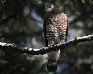 Sunlight catches the eye of a sharp-shinned hawk perched in a tree.