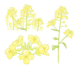 菜の花のイラスト