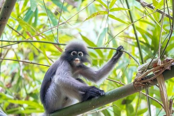 Trachypithecus obscurus, Wonder Of Wildlife