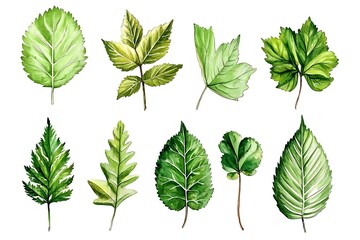 Green leaves collection isolated white background, hand painted foliage set floral design, nature watercolor botanical