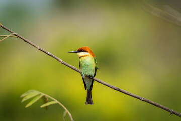 Obraz premium Chestnut-headed Bee-eater or Merops leschenaulti