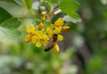 Bees collect pollen and nectar and pollinate flowering plants in the spring. © Анатолий Алай