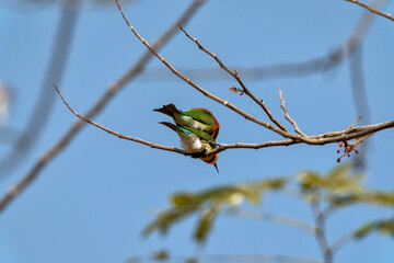 Chestnut-headed Bee-eater or Merops leschenaulti