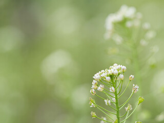 春の野山 ナズナの白い花達02