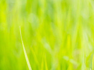 春の野山　草地が輝く07