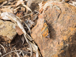 石にとまるヒメアカタテハ01