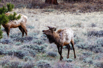 Elk (Cervus Canadensis) in Rocky Mountain National Park during spring in Colorado