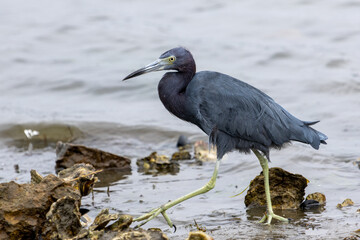 Little Blue Heron on the shore