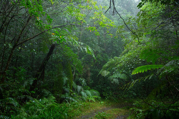奄美大島、新緑の森。
