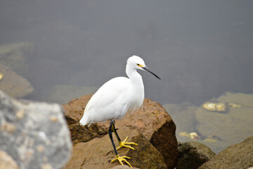 Obraz premium snowy egret on the beach