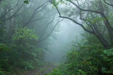 奄美大島、新緑の森。