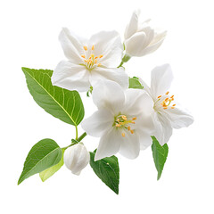 white flower isolated on white