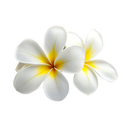 frangipani flower isolated on white