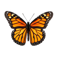 Fototapeta premium butterfly isolated on white