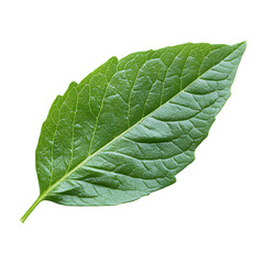 Obraz premium green leaf isolated on white