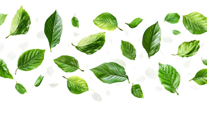 set of green leaves