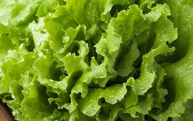 Fresh Green Lettuce Leaves with Dew Drops Close Up
