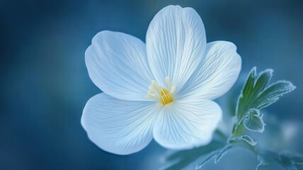 Fototapeta premium Delicate White Flower Macro Photography Soft Blue Background