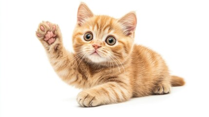 Obraz premium Cute Orange Kitten Raising Its Paw