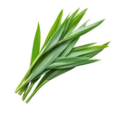 Obraz premium Fresh pandan leaves on a white background perfect for culinary uses and natural remedies, Fresh Pandan leaves isolated on white background