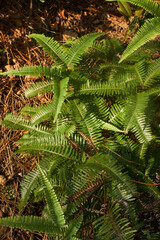 green fern leaves