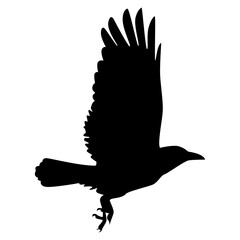 Halloween Crow Silhouette. Isolated on White Background. 