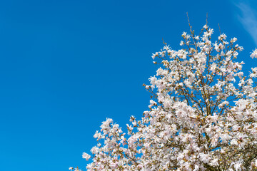 Magnolia tree blossom. Beautiful pink spring magnolia flower on a tree. Magnolia tree in bloom in spring. Spring nature. Magnolia tree with blooming flower on blue sky. Beautiful spring season