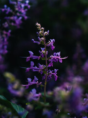 Obraz premium Flowers in the garden