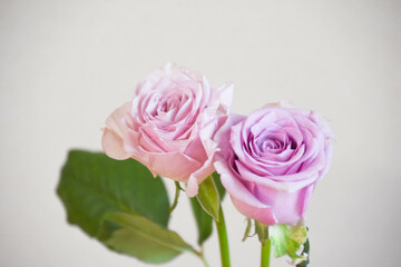 紫の薔薇