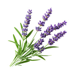 Naklejka premium Fresh lavender bouquet with green leaves