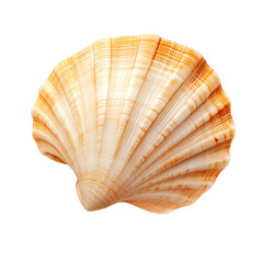 Detailed seashell showcasing natural patterns and textures