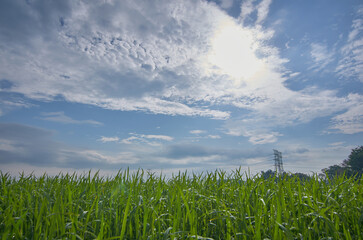 Fototapeta premium green paddy field with beautiful blue sky
