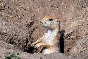 A prairie dog peeks out from its burrow, showcasing its curious nature and burrowing behavior, which is essential for its survival and social interactions in the wild.