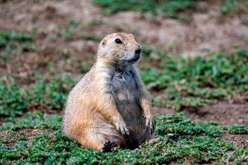 A chubby prairie dog sits comfortably on the green grass, embodying contentment and relaxation...