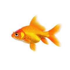 Fototapeta premium Vibrant goldfish swimming gracefully