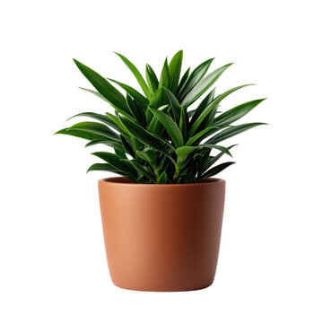 Lush green plant in a terracotta pot