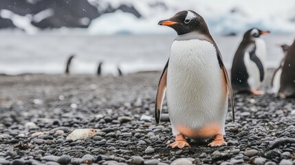 A Curious Penguin Standing on a Pebble Beach