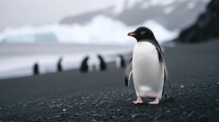 Fototapeta premium A Curious Penguin Gazing at the Horizon