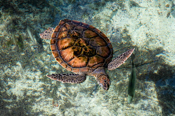 This stunning underwater image captures an exotic turtle gracefully swimming among the vibrant marine life, representing the beauty and fragility of ocean ecosystems.