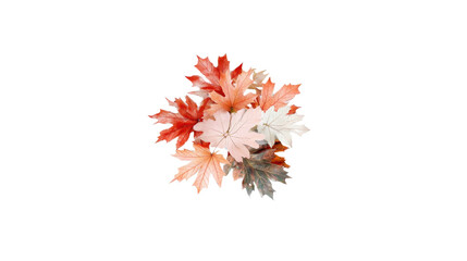 Vibrant Autumn Maple Leaves in Vivid Colors on a Dark Background for Nature Lovers