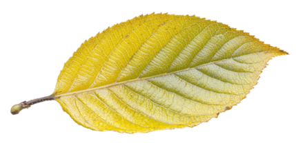 Single Vibrant Yellow Leaf with Intricate Texture Against a Clean Background