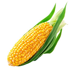 Freshly harvested corn on the cob with green husk
