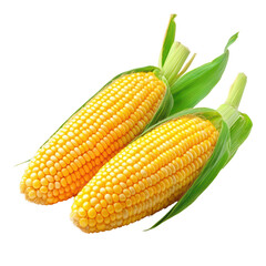 Freshly harvested corn on the cob
