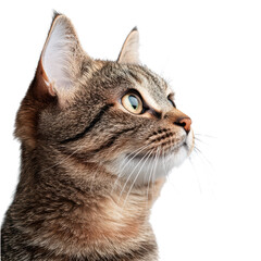 Close-up profile of a curious domestic cat