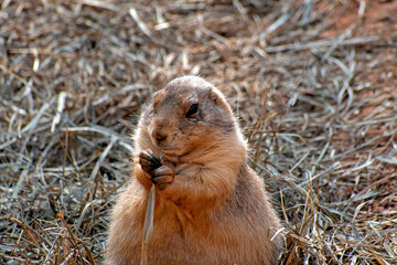 A charming prairie dog captures attention as it chews on a piece of grass, showcasing its fluffy fur and inquisitive expression in a natural setting filled with dry grass.