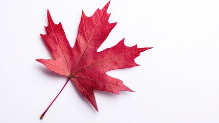 Vibrant Red Maple Leaf  Autumn  Nature  Fall Foliage  Isolated PNG