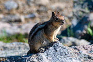 A chipmunk rests gracefully on a rocky outcrop, basking in the sunlight, capturing the spirit of exploration and the beauty of wildlife in its natural habitat.